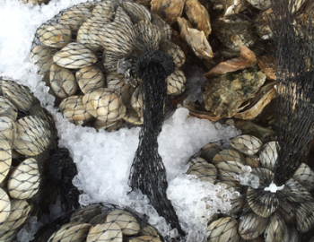 Chincoteague Farmers Market